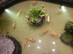 Fish in the Koi Pond at the Enchanted Garden at Terminal 2 of Singapore Changi Airport