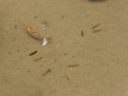 Fish in the Koi Pond at the Enchanted Garden at Terminal 2 of Singapore Changi Airport