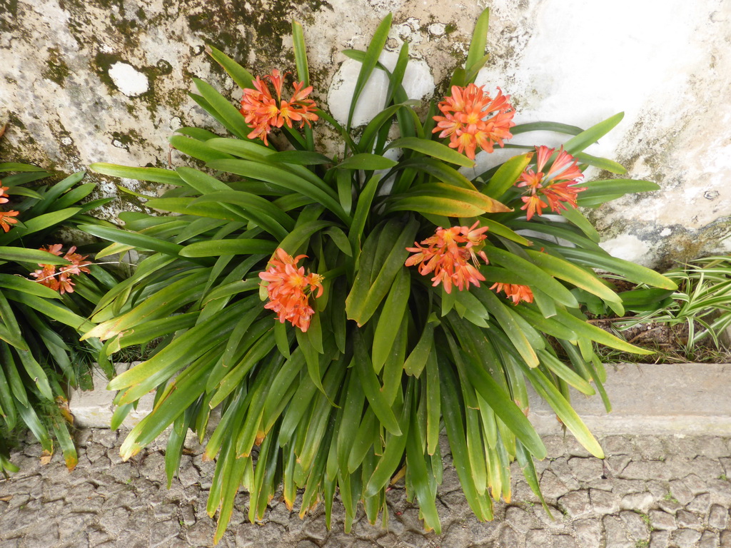 Flowers at the path from the front upper square to the front square at the Palácio da Pena palace