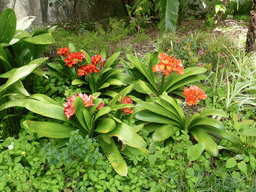 Flowers at the path to the Jardins do Parque da Pena gardens