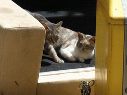 Cats on a sofa at a garbage belt at the Largo Ferreira de Castro square