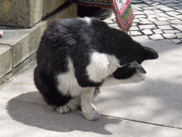 Cat at the Praça da República square