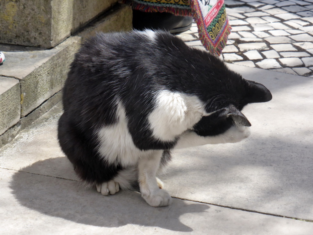 Cat at the Praça da República square