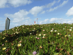 Flowers and the lighthouse at the Cabo da Roca cape
