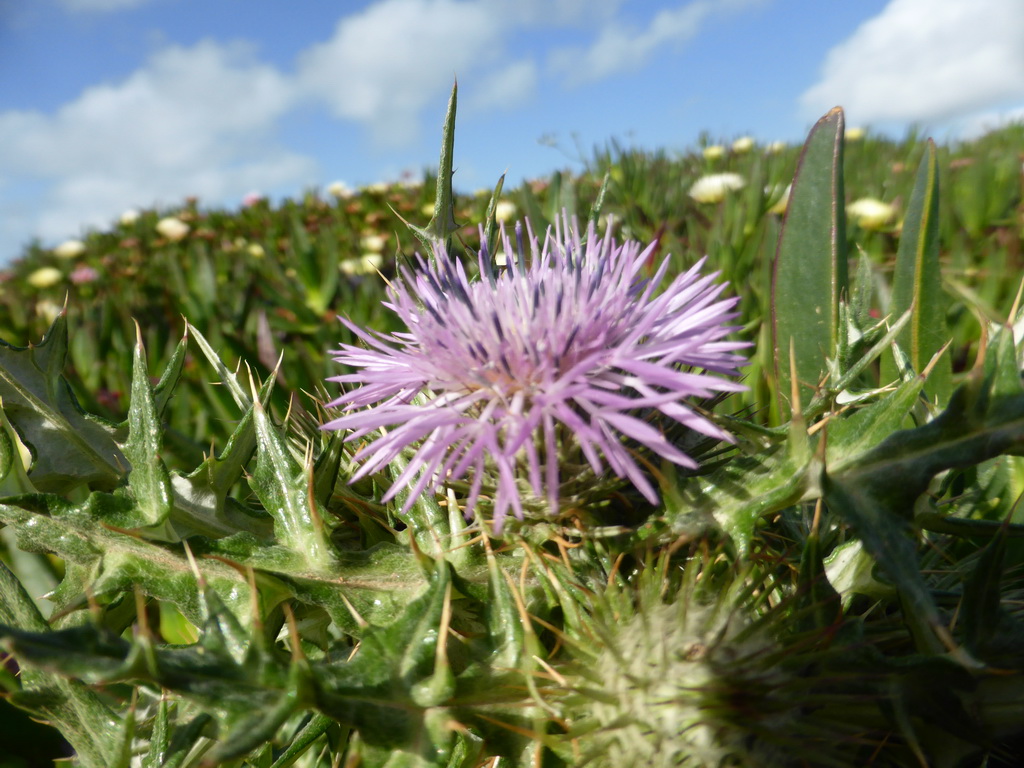 Flower at the Cabo da Roca cape