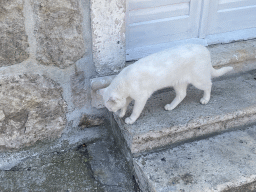 Cat in front of a house at the town of Sudurad