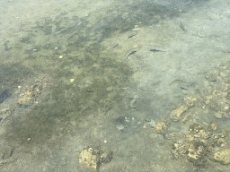 Fishes at the Sudurad Harbour
