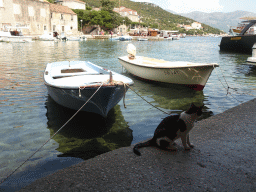 Cat at the Sudurad Harbour