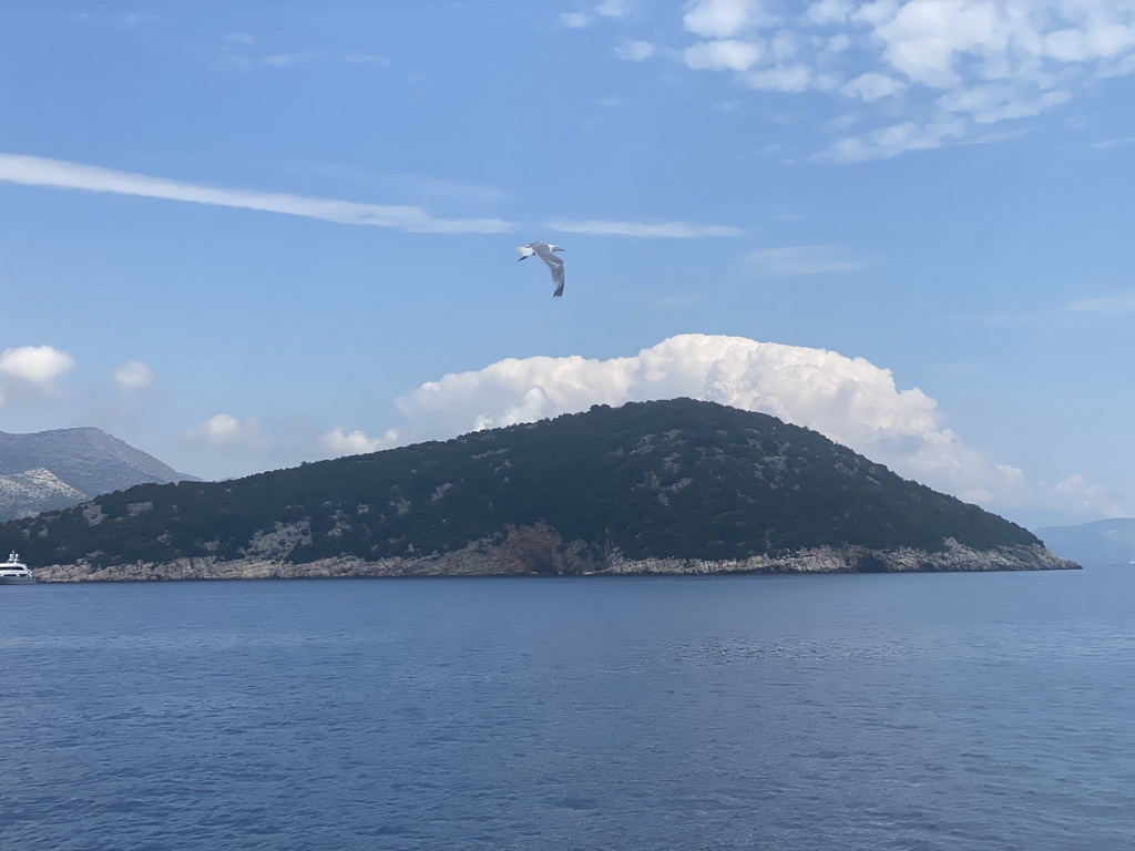 Seagull and Ruda island, viewed from the Elaphiti Islands tour boat