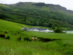 Cows in front of the Fimmvörðuháls trailer dealer, viewed from the parking lot of the Skógafoss waterfall