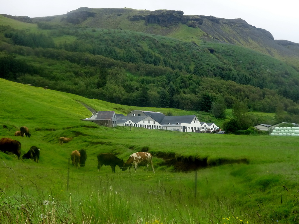 Cows in front of the Fimmvörðuháls trailer dealer, viewed from the parking lot of the Skógafoss waterfall