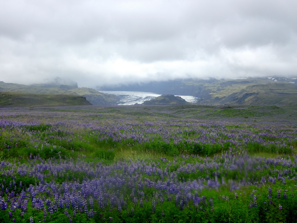 Lupine flowers and the Mýrdalsjökull glacier, viewed from a parking place along the Þjóðvegur road