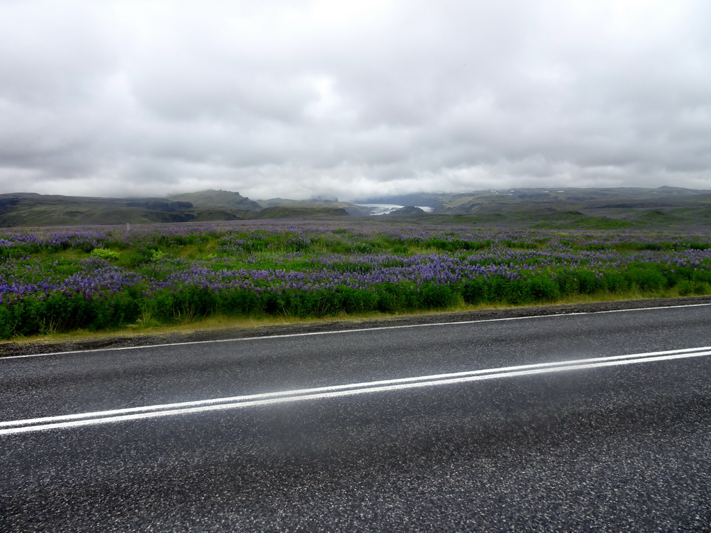 The Þjóðvegur road, Lupine flowers and the Mýrdalsjökull glacier
