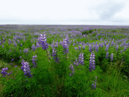 Lupine flowers, viewed from a parking place along the Þjóðvegur road