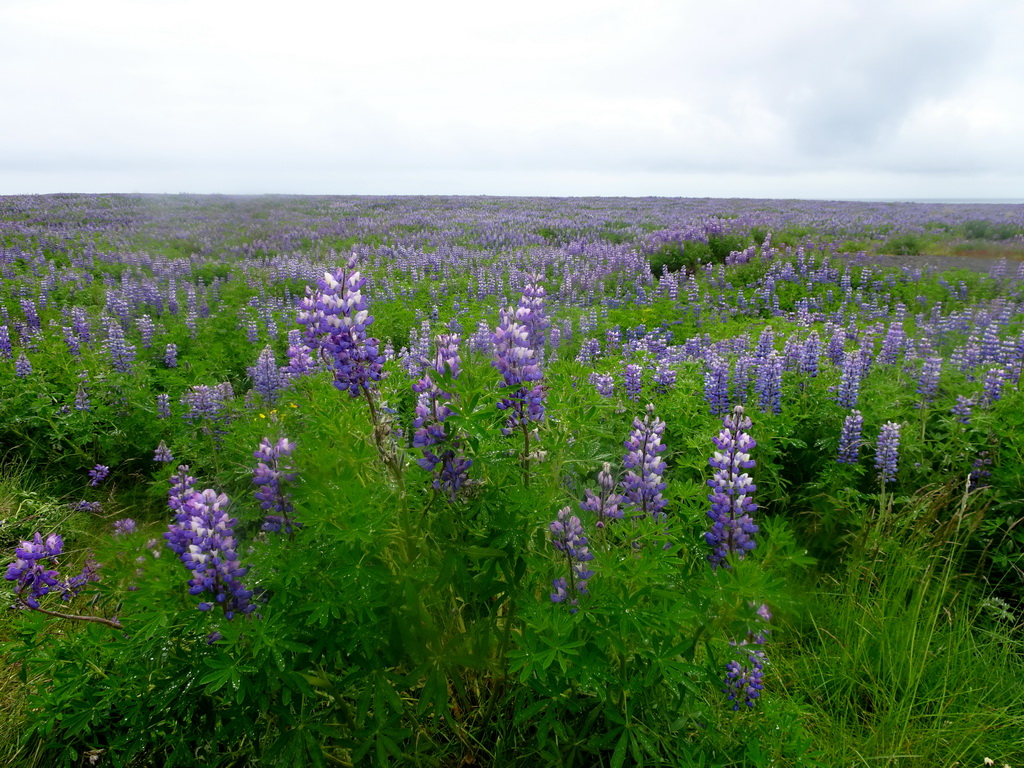 Lupine flowers, viewed from a parking place along the Þjóðvegur road