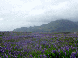 Lupine flowers and mountains, viewed from a parking place along the Þjóðvegur road