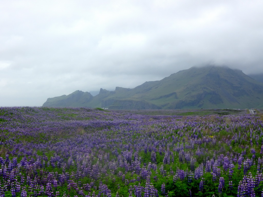 Lupine flowers and mountains, viewed from a parking place along the Þjóðvegur road