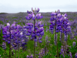 Lupine flowers, viewed from a parking place along the Þjóðvegur road