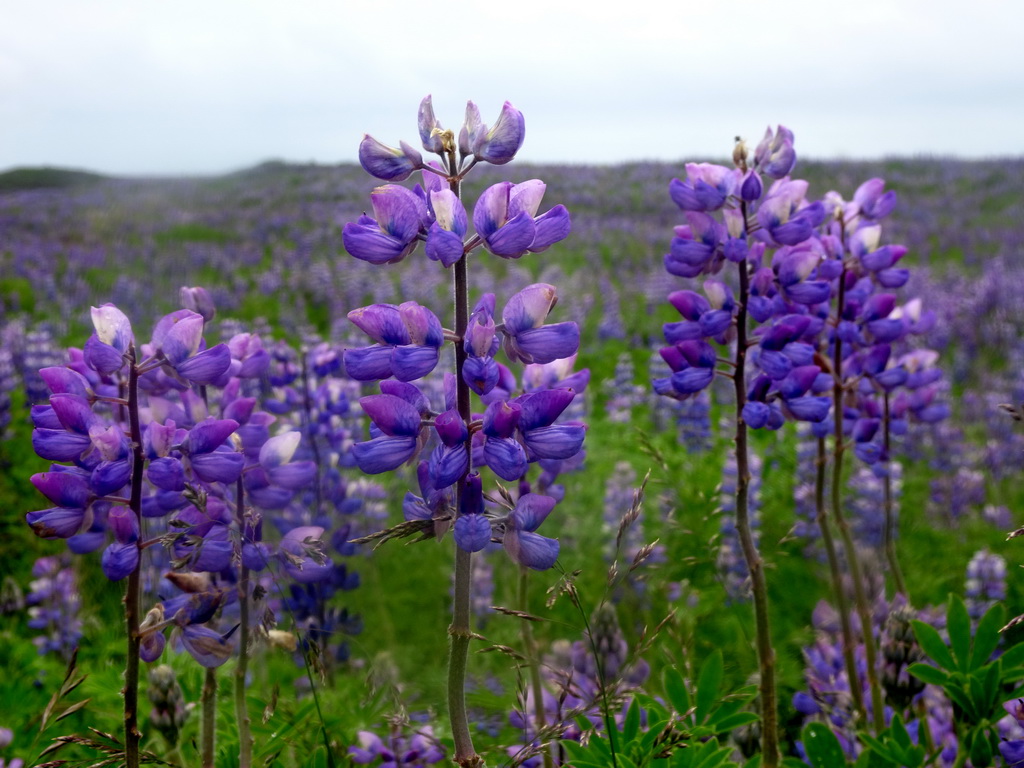 Lupine flowers, viewed from a parking place along the Þjóðvegur road