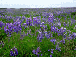 Lupine flowers, viewed from a parking place along the Þjóðvegur road