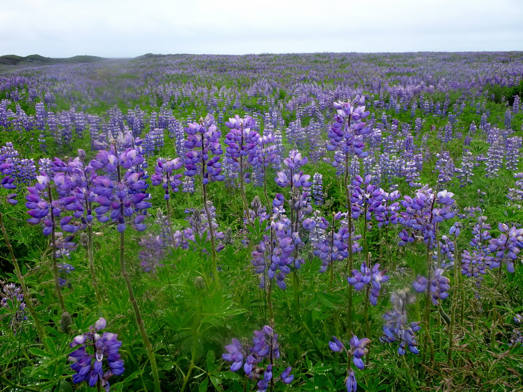 Lupine flowers, viewed from a parking place along the Þjóðvegur road