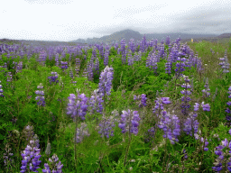Lupine flowers and mountains, viewed from a parking place along the Þjóðvegur road