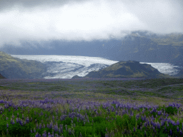 Lupine flowers and the Mýrdalsjökull glacier, viewed from a parking place along the Þjóðvegur road