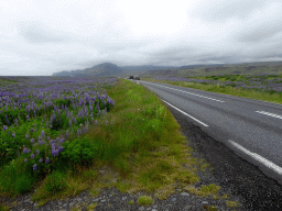 The Þjóðvegur road, Lupine flowers and mountains