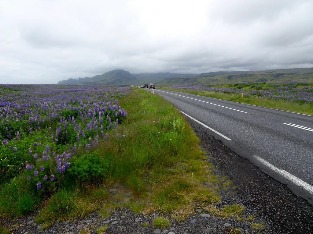 The Þjóðvegur road, Lupine flowers and mountains