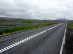 The Þjóðvegur road, Lupine flowers and mountains