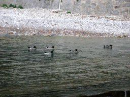 Ducks at the east side of the Platja d`en Repic beach