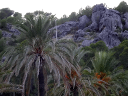 Rocks and trees above the town, viewed from the Polígon de Sa Platja street