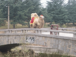 Camel on a bridge at Shaolin Monastery