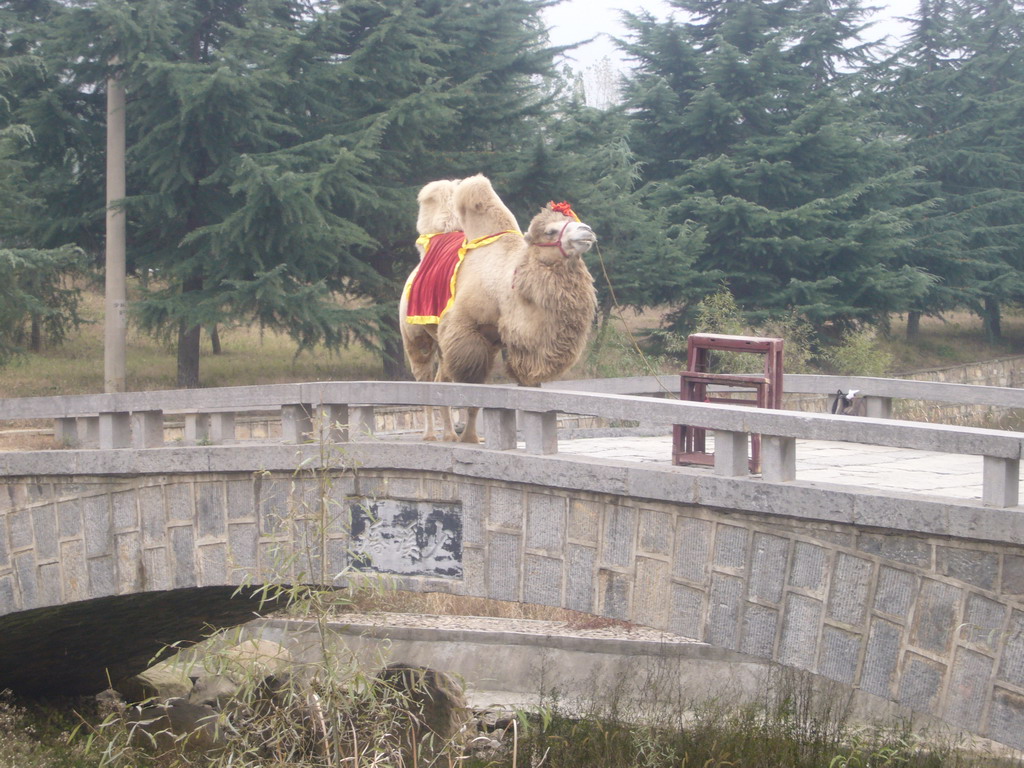 Camel on a bridge at Shaolin Monastery