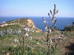 Flowers at Cape Sounion