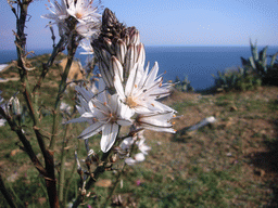 Flowers at Cape Sounion