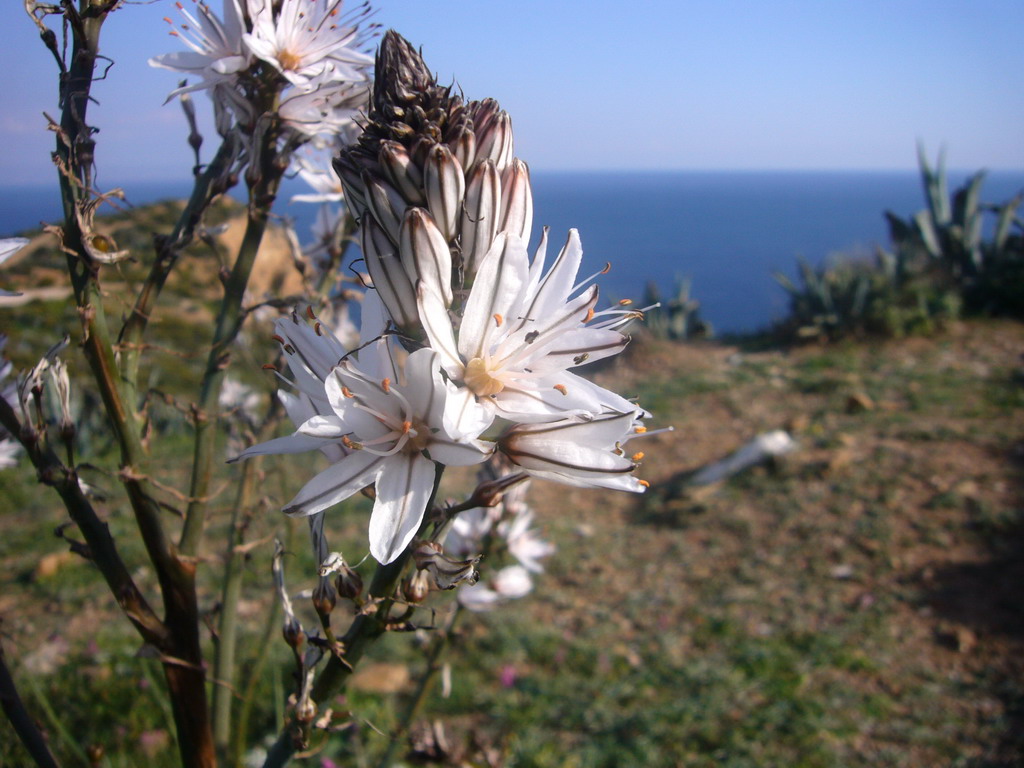 Flowers at Cape Sounion