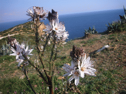 Flowers at Cape Sounion