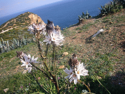 Flowers at Cape Sounion