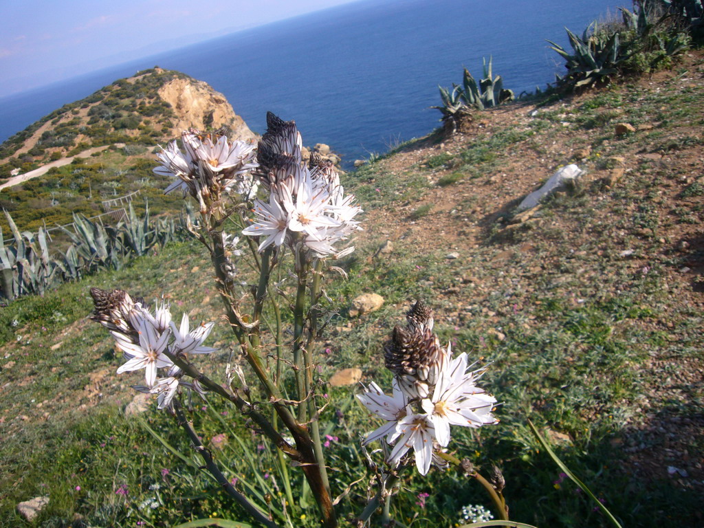 Flowers at Cape Sounion