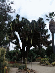 Tree and cactuses at the Arizona Cactus Garden of Stanford University