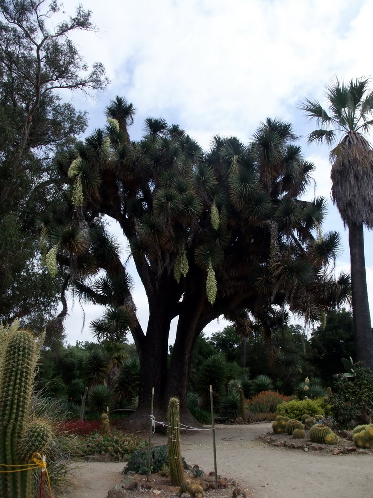 Tree and cactuses at the Arizona Cactus Garden of Stanford University