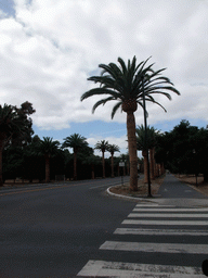 Palm Drive at Stanford University