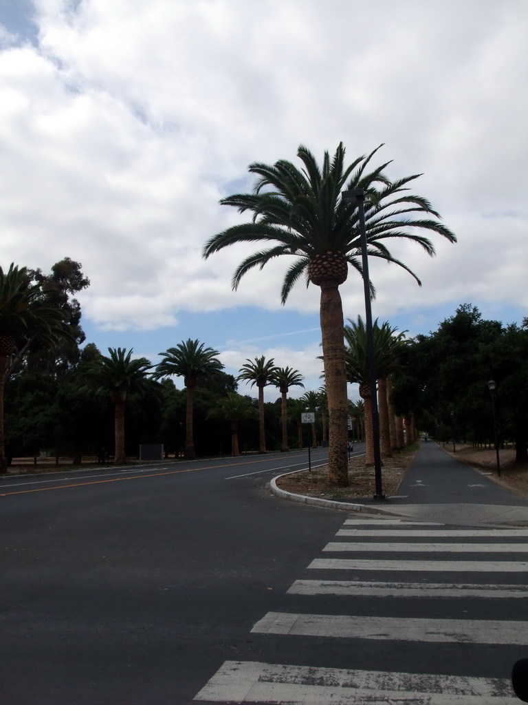 Palm Drive at Stanford University