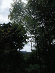 Trees and hills viewed from a park near Stanford