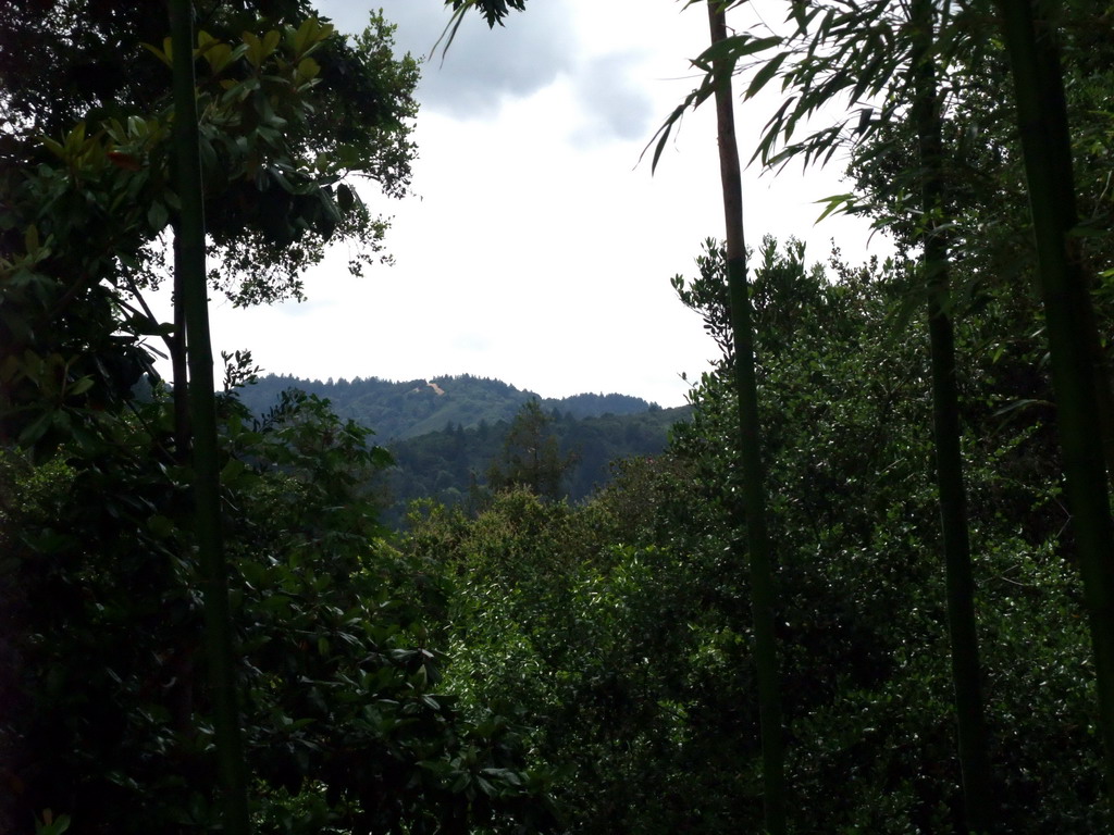 Trees and hills viewed from a park near Stanford