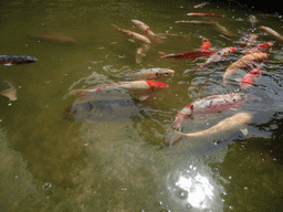 Goldfish in the pool in a park near Stanford