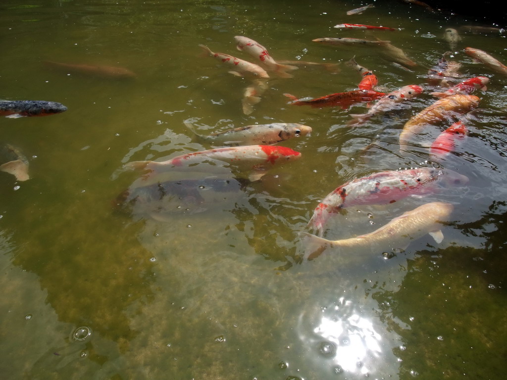 Goldfish in the pool in a park near Stanford