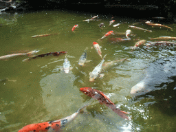 Goldfish in the pool in a park near Stanford