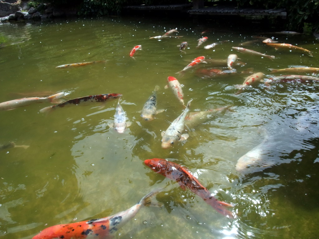 Goldfish in the pool in a park near Stanford